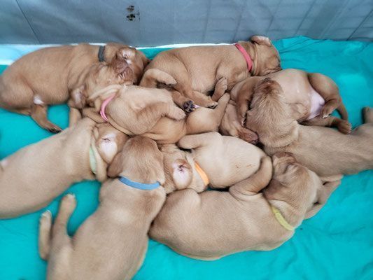 Pivot Kennels