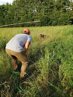 Pivot Kennels
