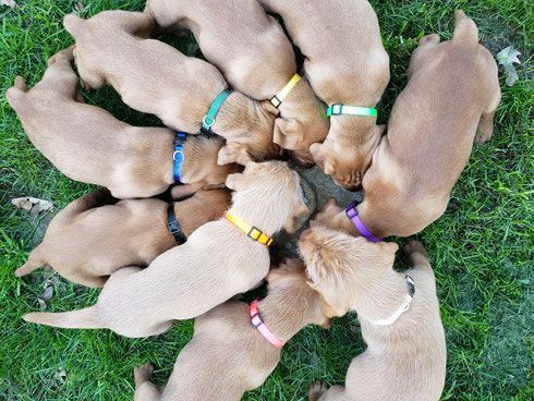 Pivot Kennels