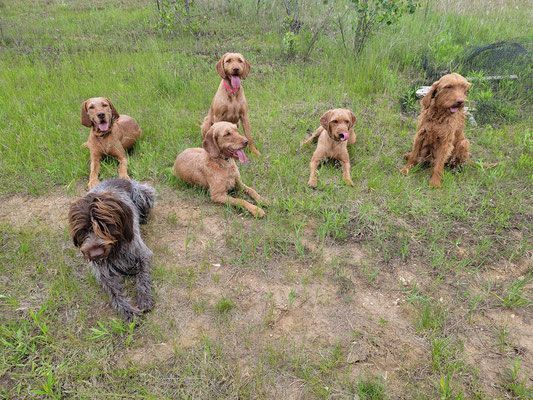 Pivot Kennels