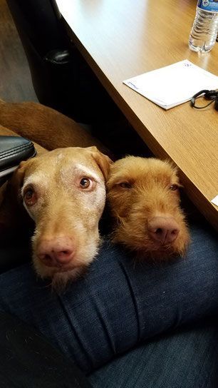 Pivot Kennels