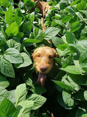 Pivot Kennels
