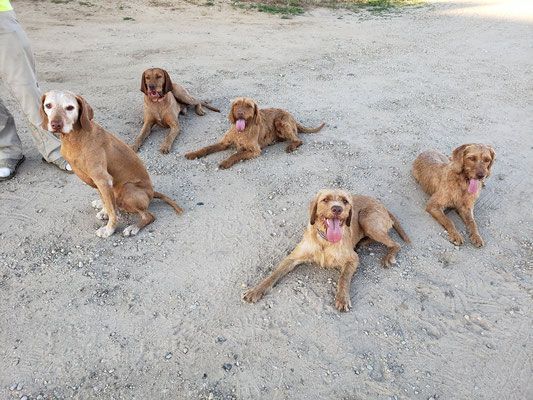 Pivot Kennels