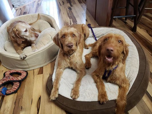 Pivot Kennels