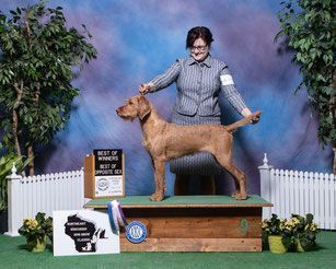 Pivot Kennels