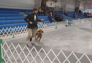 Pivot Kennels
