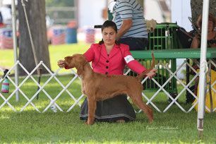 Pivot Kennels