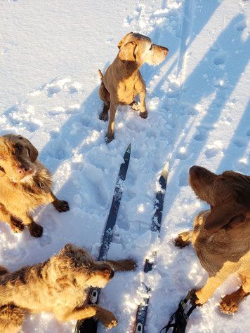 Pivot Kennels