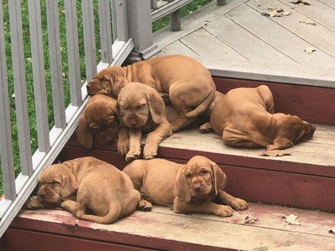 Pivot Kennels