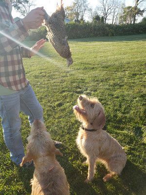 Pivot Kennels