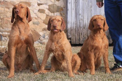 Pivot Kennels