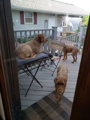 Pivot Kennels