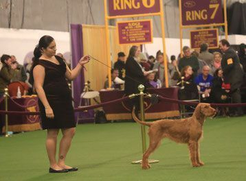 Pivot Kennels