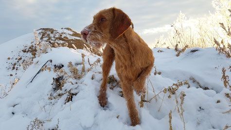 Pivot Kennels
