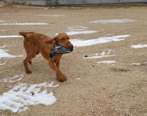 Pivot Kennels