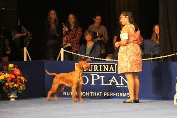 Pivot Kennels