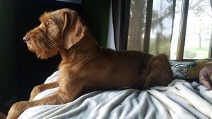 Pivot Kennels