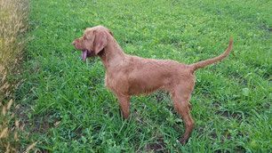 Pivot Kennels