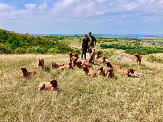 Pivot Kennels