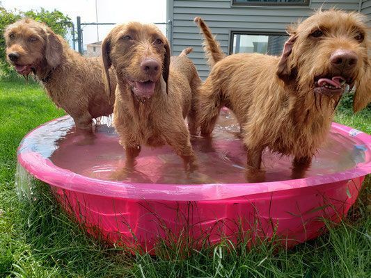 Pivot Kennels