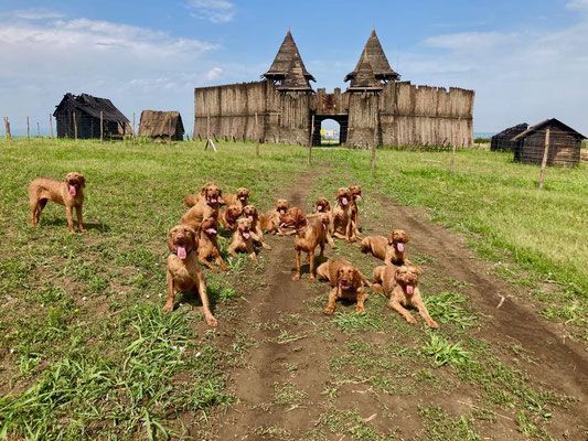 Pivot Kennels