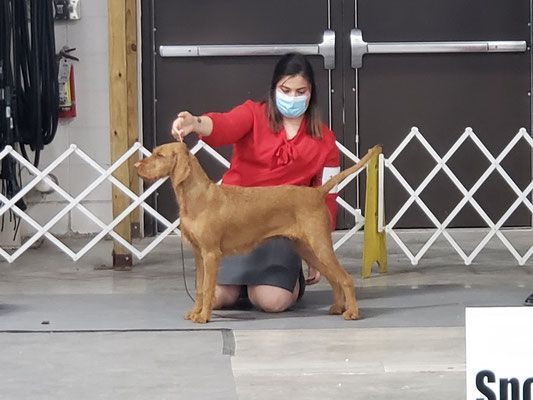 Pivot Kennels
