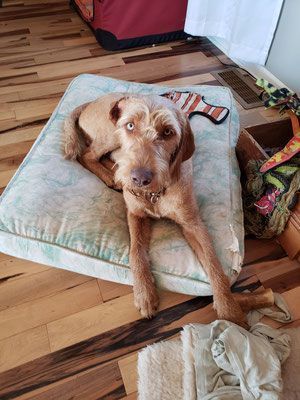 Pivot Kennels