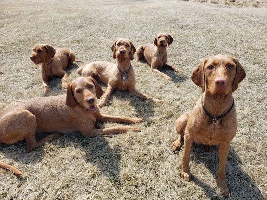 Training a Hungarian Wirehaired Vizsla: Tips for Obedience, Recall, and More