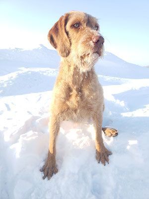Pivot Kennels
