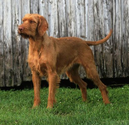 Pivot Kennels