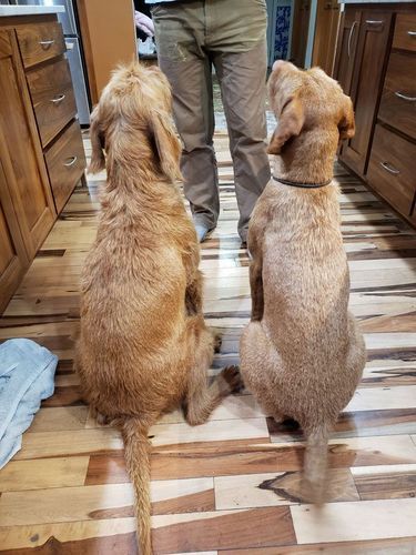 Pivot Kennels