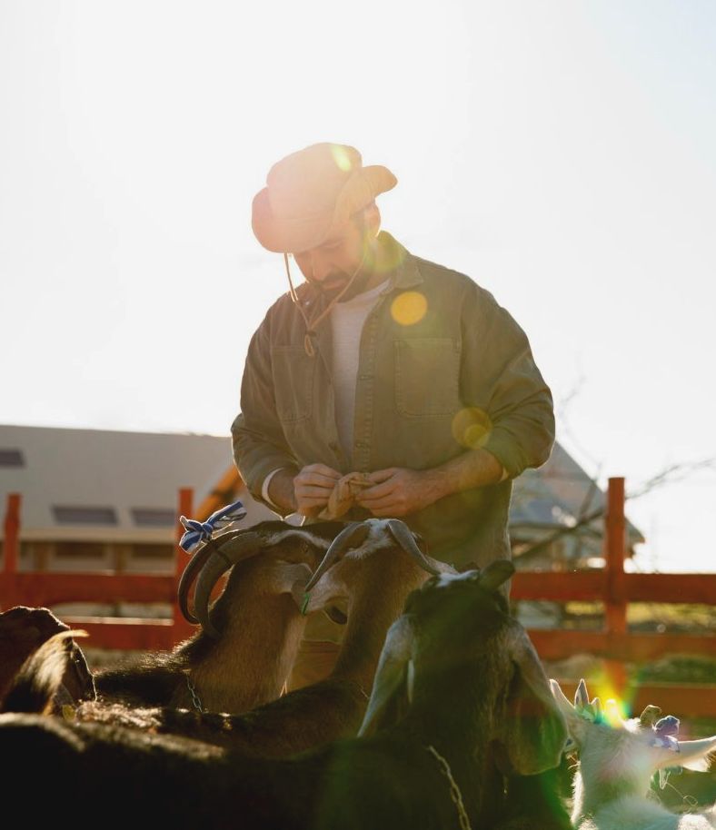 A man in a cowboy hat is standing next to a herd of goats.