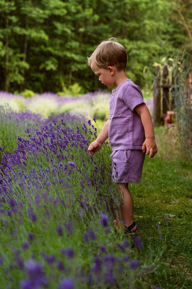 A young boy is standing in a field of lavender flowers.