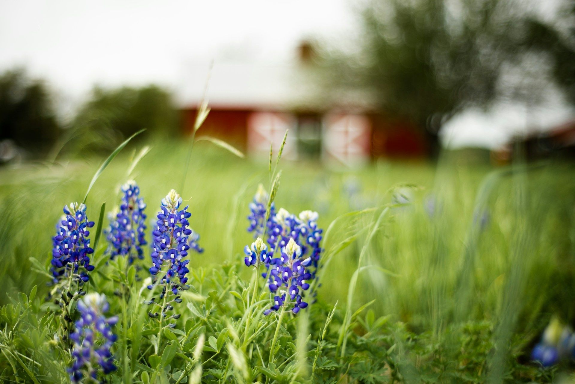 A field of blue flowers with a red barn in the background.