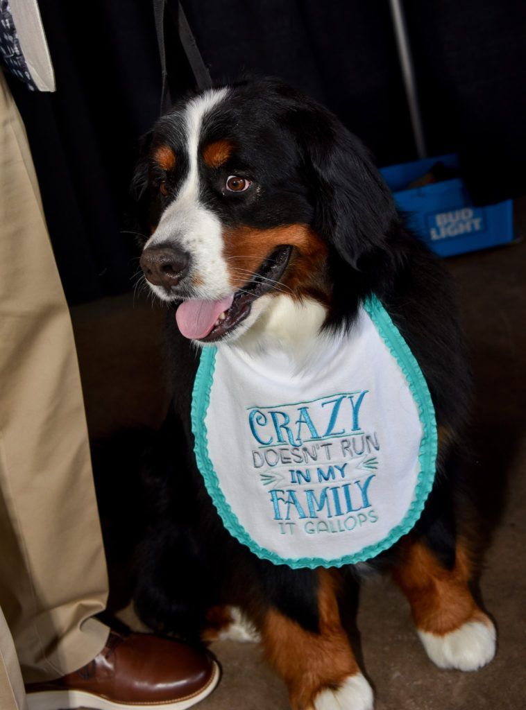 This Berner dog has a bib that says, 