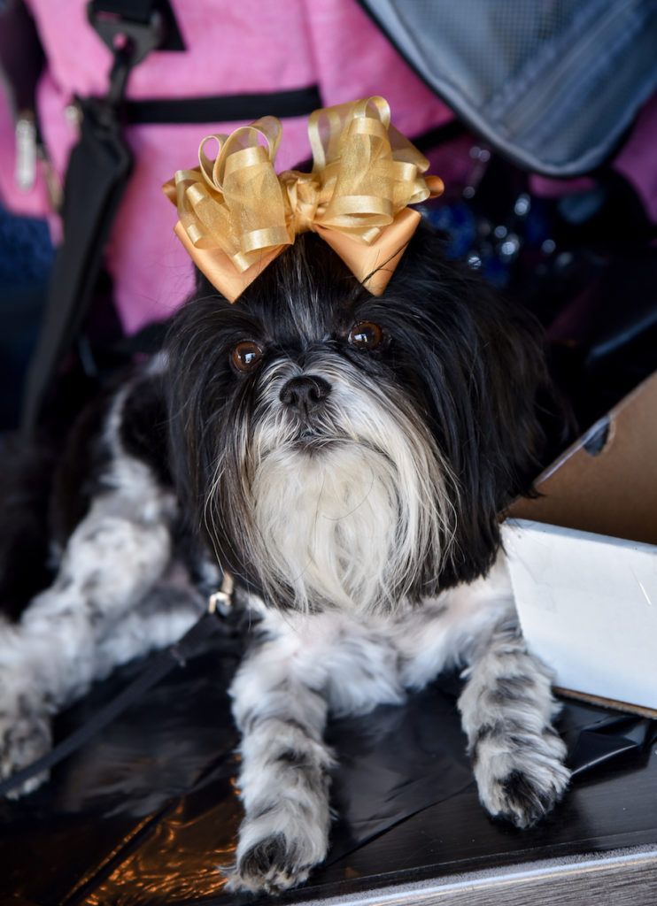 A Big Bow atop a black and white small therapy dog