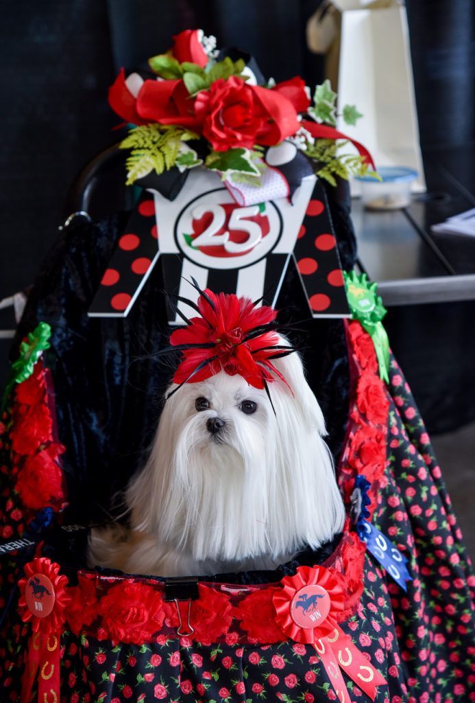 Maltese  wearing a Derby 
