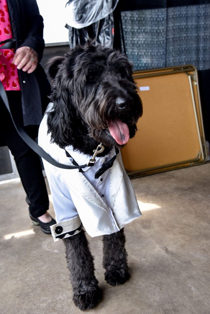 Black doodle is in a 