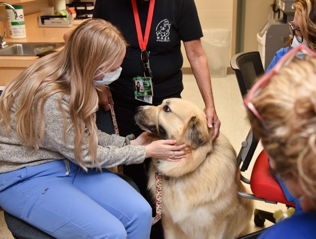 ICU nurses around Great Pyrenees