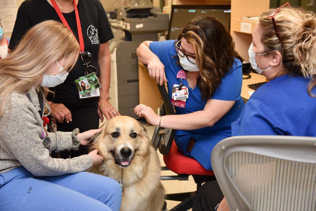 Gentle Pyrenees and getting petted