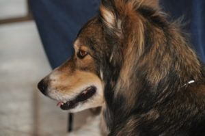 Attentive therapy pet in a Membership Meeting