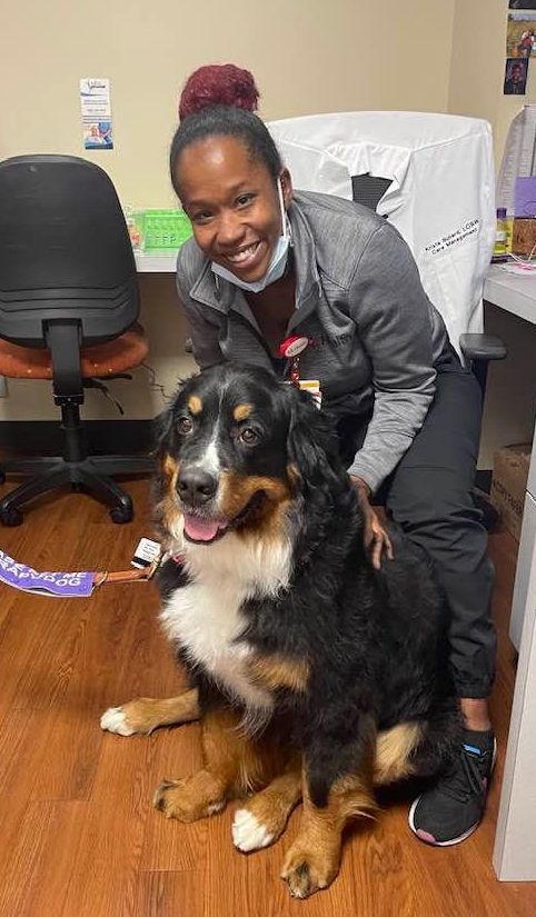 Staff loving on large therapy dog