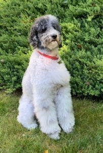 tribute to Easy Aussiedoodle 