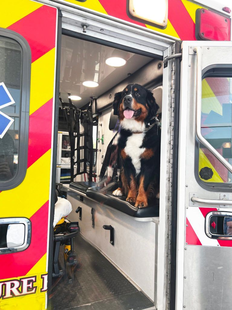 Bernese Mountain Dog in an EMS van