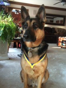 Majestic photo of German Shepherd Therapy Dog Conan