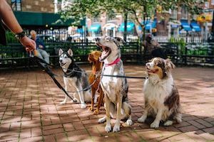 4 dogs on leashes on an outside patio