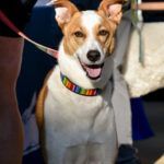 Walkathon Pup
