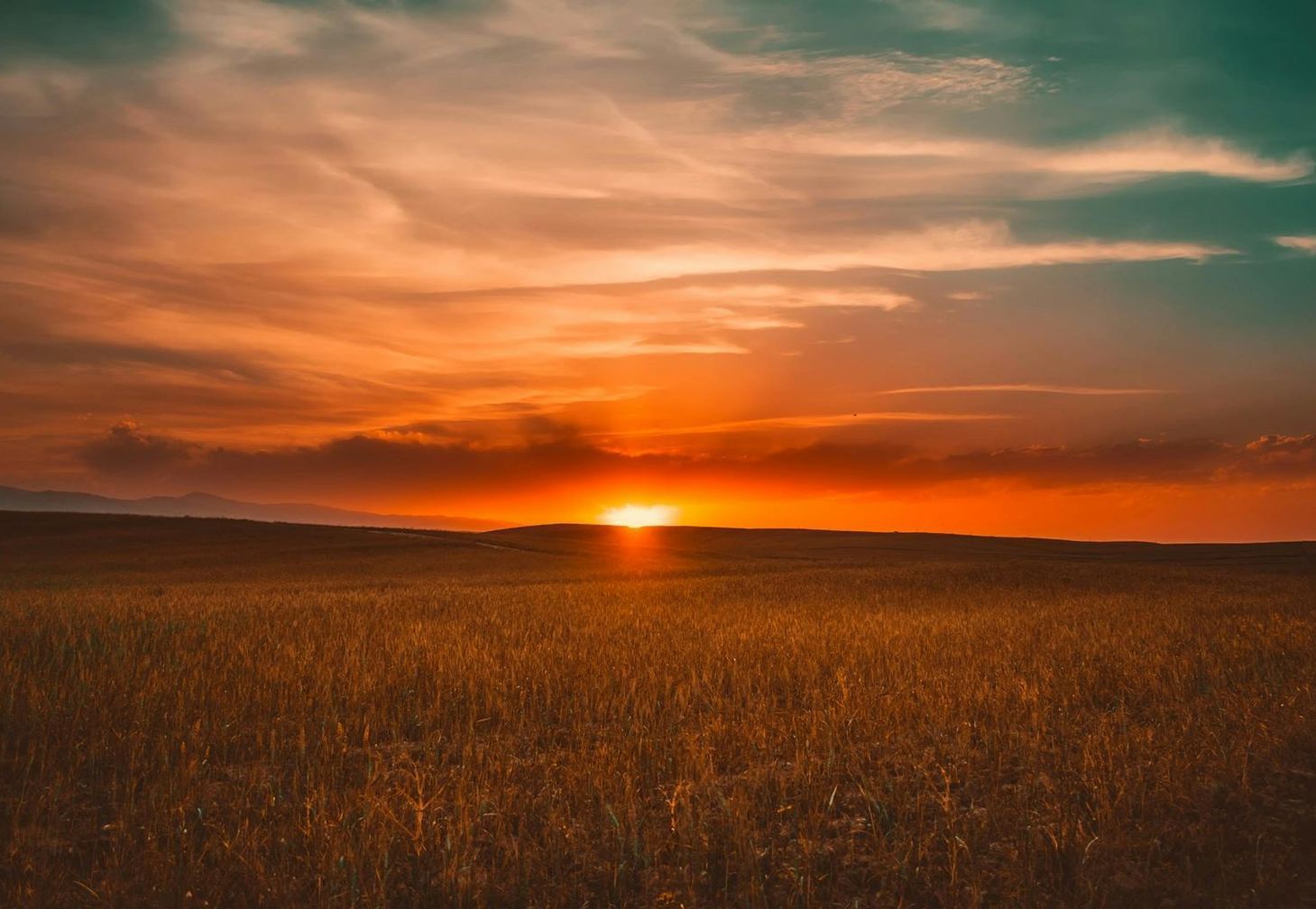 The sun is setting over a field of wheat.