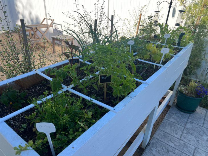 White raised garden bed with various herbs and plants.