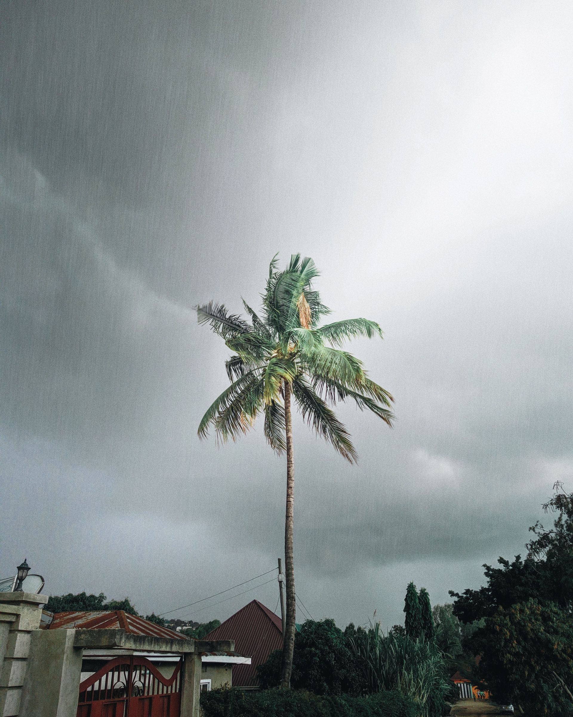 Tall palm tree against a cloudy gray sky over rooftops and greenery